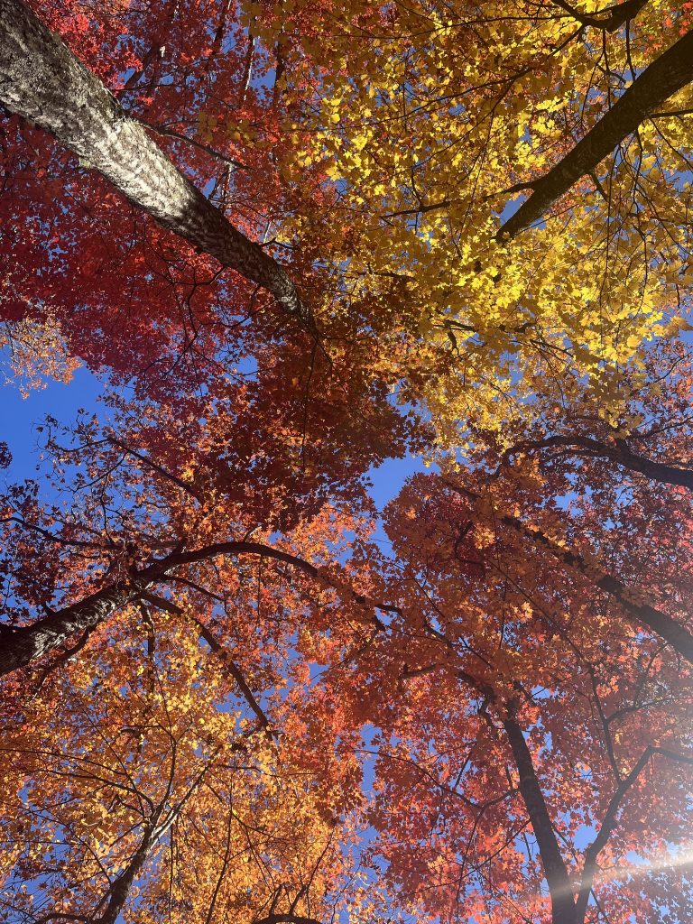 Forest Bathing at the NC Arboretum