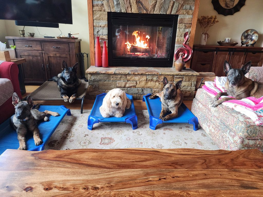 Dog Training Asheville