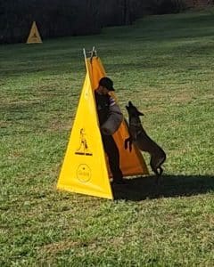Dog Training Asheville