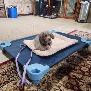 Dog Training Asheville