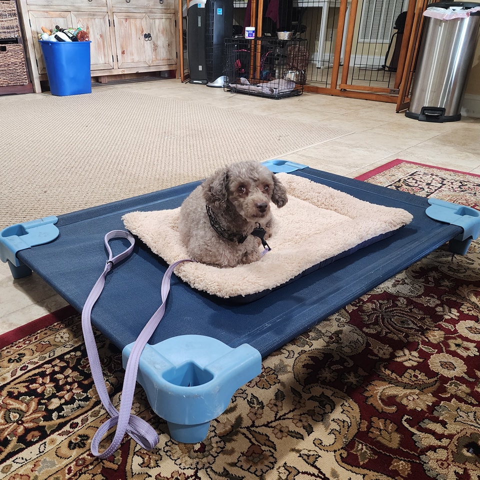 Dog Training Asheville