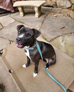 Dog Training Asheville