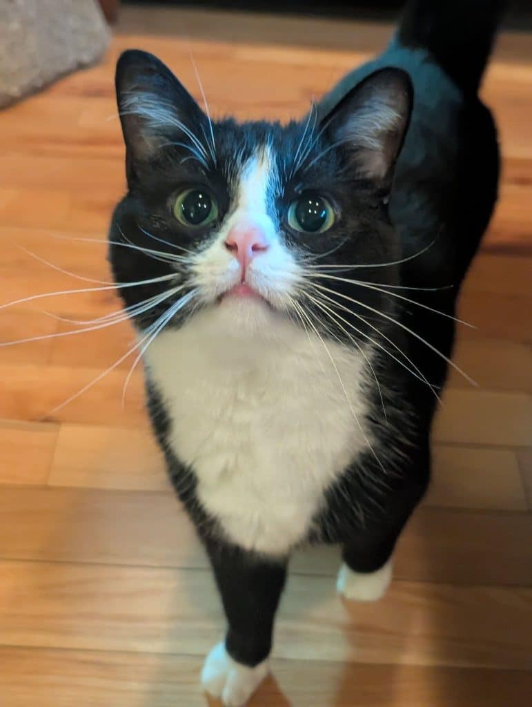 Cat Nanny WNC and The Velvet Paw Kitty Hotel