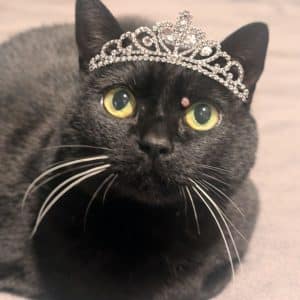 Cat Nanny WNC and The Velvet Paw Kitty Hotel