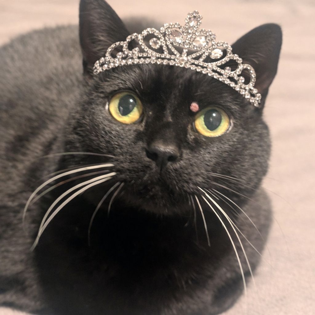 Cat Nanny WNC and The Velvet Paw Kitty Hotel