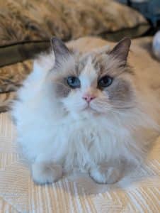 Cat Nanny WNC and The Velvet Paw Kitty Hotel