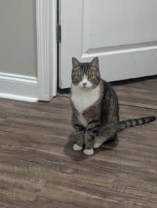 Cat Nanny WNC and The Velvet Paw Kitty Hotel