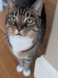 Cat Nanny WNC and The Velvet Paw Kitty Hotel