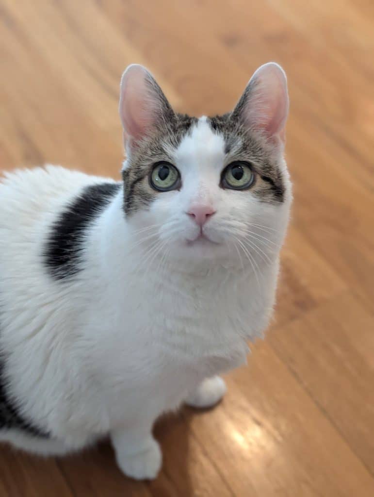 Cat Nanny WNC and The Velvet Paw Kitty Hotel
